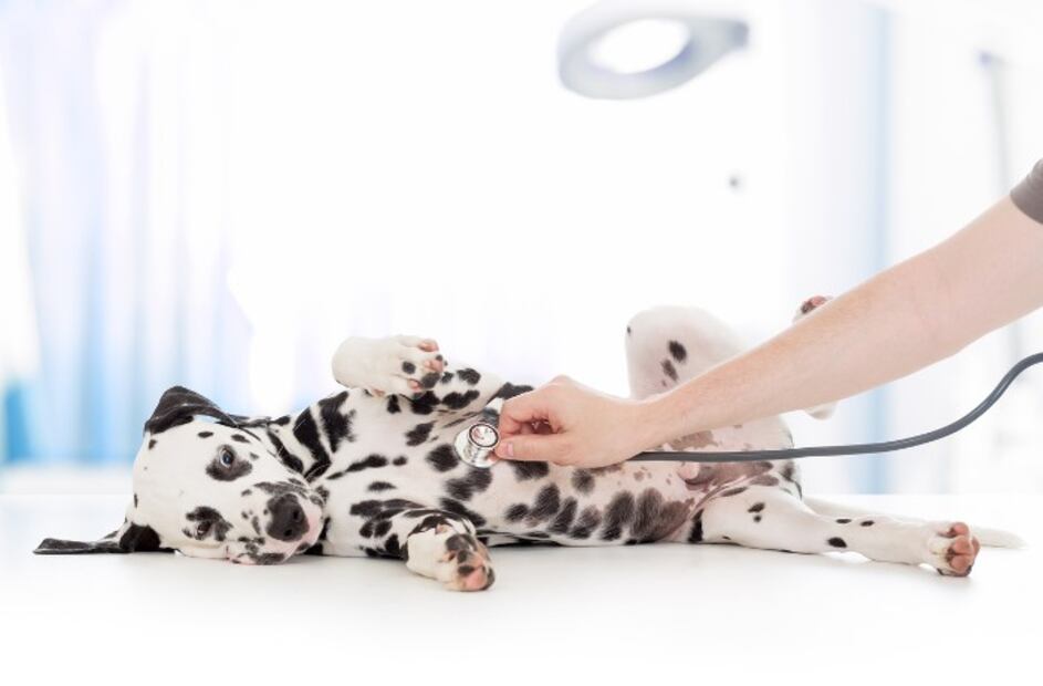 Casos de intoxicación por cannabis en perros aumentan; aquí los síntomas