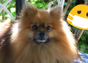 Detectan primer caso de coronavirus en un perro