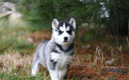 10 cosas que debes tener en casa cuando adoptes un cachorro