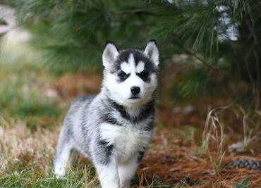 10 cosas que debes tener en casa cuando adoptes un cachorro