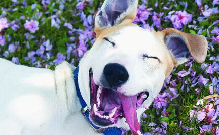 10 señales de que necesitas adoptar un perro ¡YA!