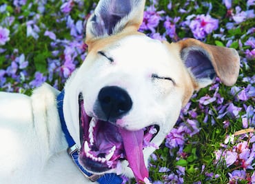 10 señales de que necesitas adoptar un perro ¡YA!