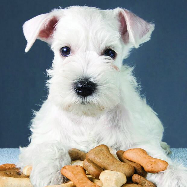 Las 10 razas de perro que menos pelo sueltan