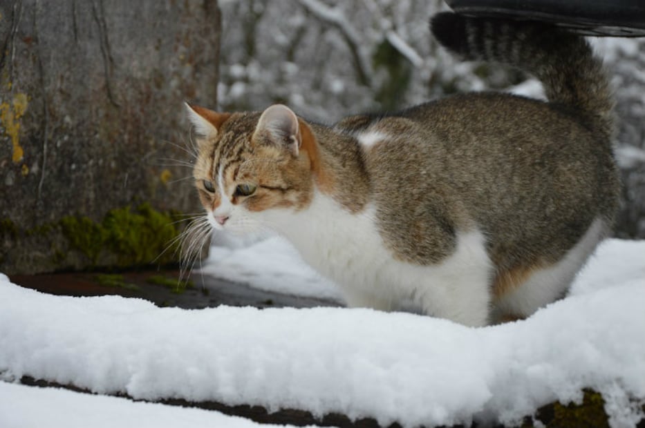 ¿Los gatos sienten frío? 10 consejos para cuidar a tu minino del frío