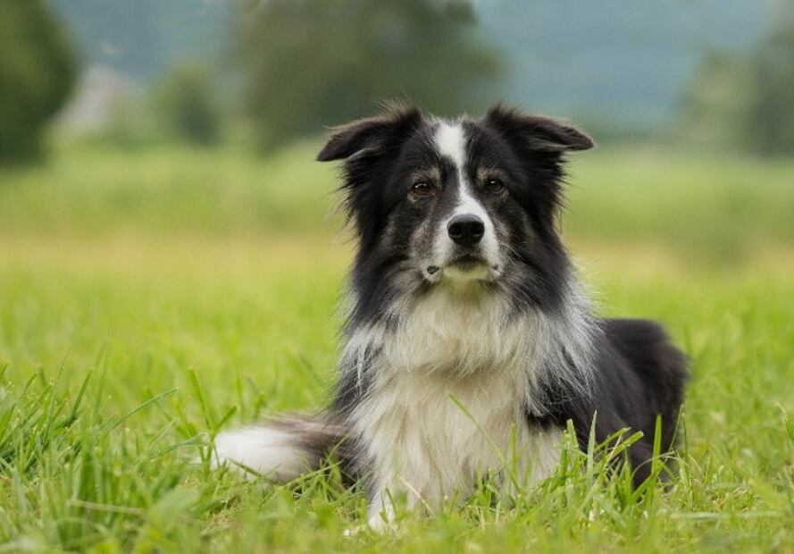 Estas son las razas de perros más populares en cada país del mundo