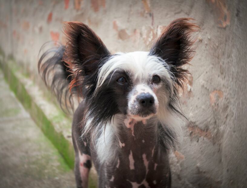 Esta es la raza de perro más cariñosa del mundo