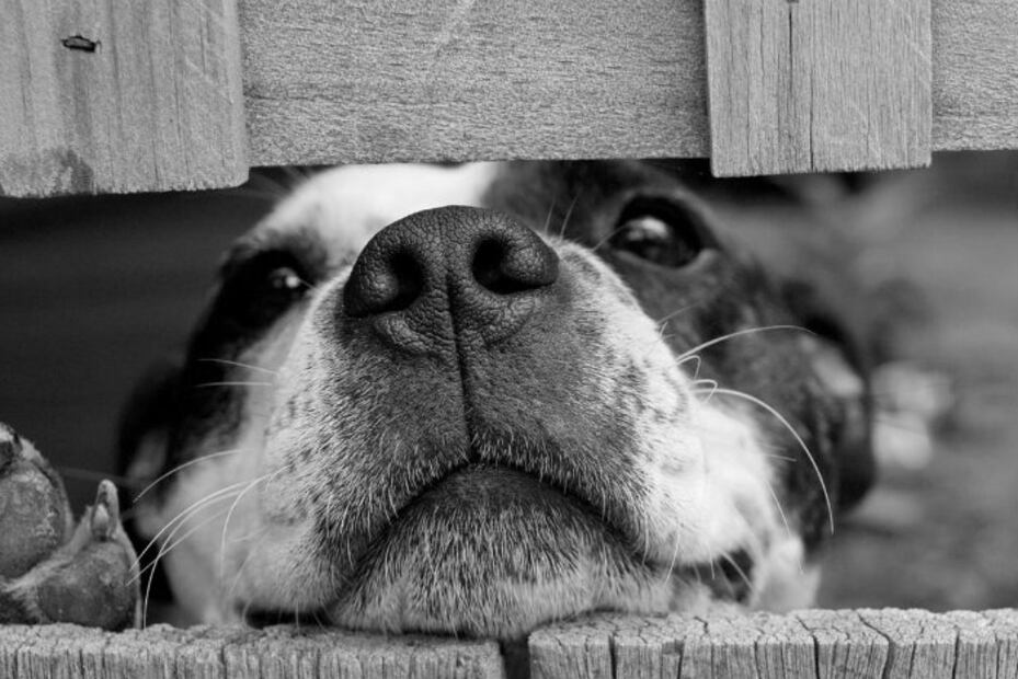 Los perros callejeros en México necesitan más héroes