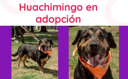 Primer paseo de adopción de perritos de Amor con Garra en la CDMX
