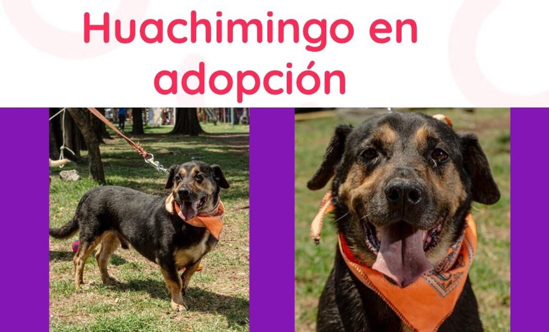 Imagen de Amor con Garra