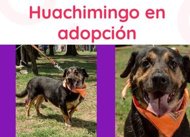 Primer paseo de adopción de perritos de Amor con Garra en la CDMX