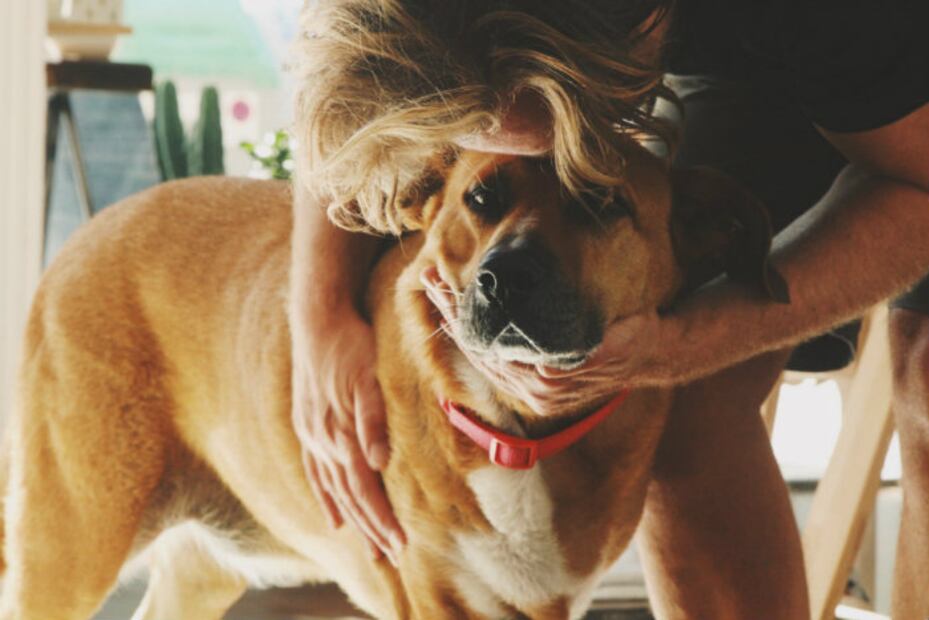 5 hermosas historias en los que un perrito cambió la vida de una persona