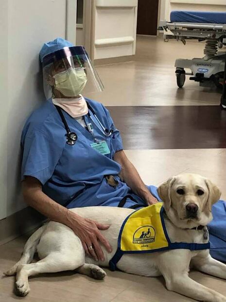 Perrita visita hospital para animar a médicos que combaten al coronavirus