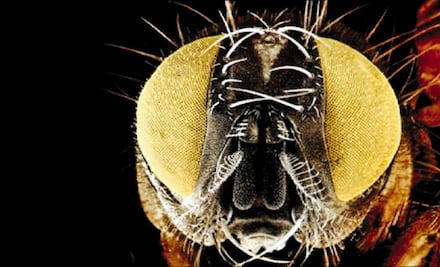 ¡Las moscas SÍ son necesarias!