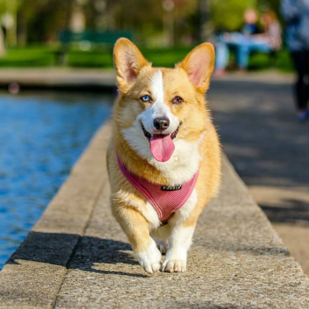 Las 10 mejores razas de perros