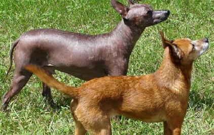 ¿Sabías que hay perros xoloitzcuintles con pelo?