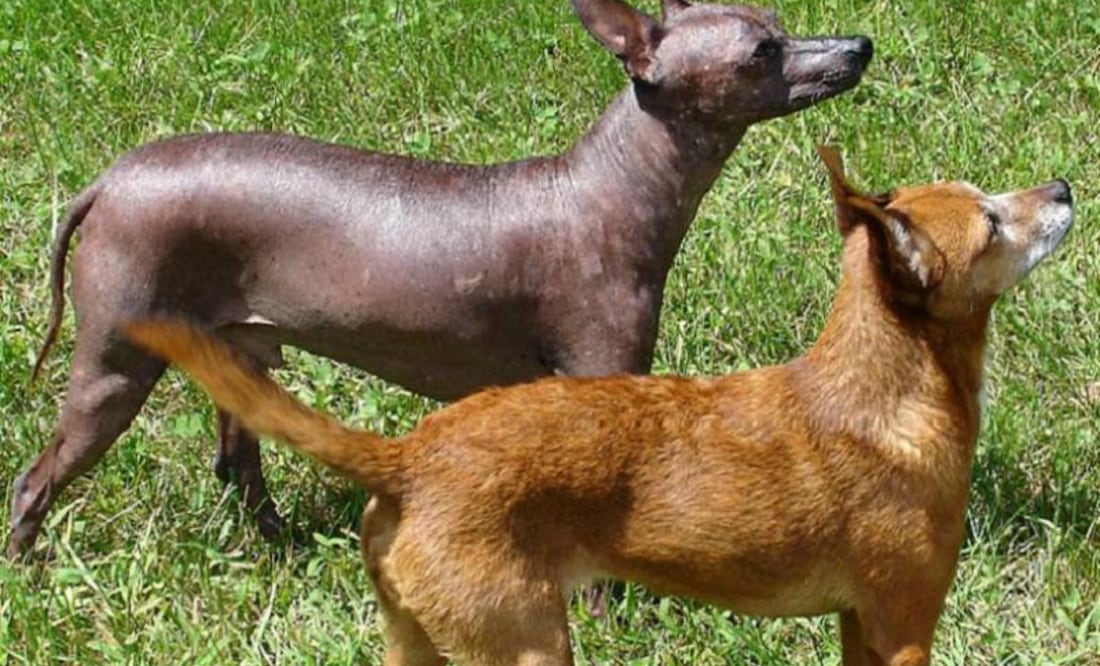 Michelob (sin pelo) y Irish Mist (con pelaje) (Foto: Christopher A. and Amanda L. Dellario, Nottingham, NH, USA.Amanda L. Dellario, August 2006./Wikicommons)