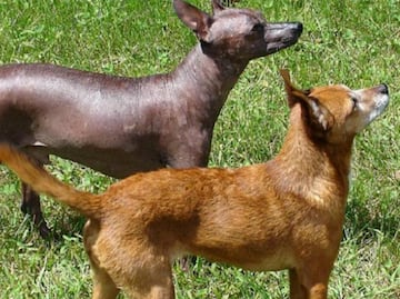 ¿Sabías que hay perros xoloitzcuintles con pelo?