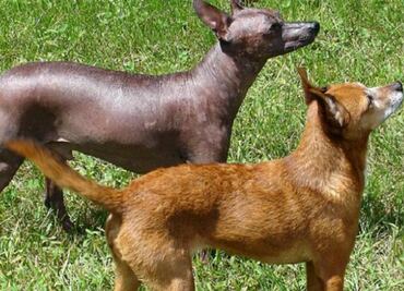 ¿Sabías que hay perros xoloitzcuintles con pelo?