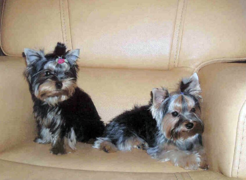 Las 10 razas de perro que menos pelo sueltan
