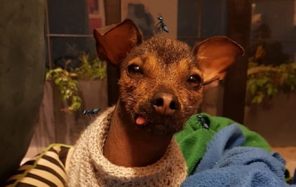 ¿Cómo eliminar las pulgas de tu mascota y de tu casa?