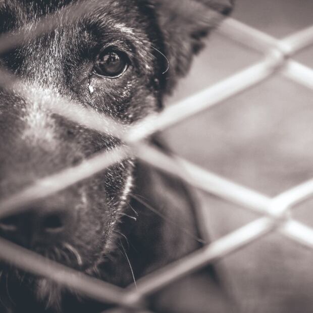 10 cosas que puedes hacer para ayudar a los perros