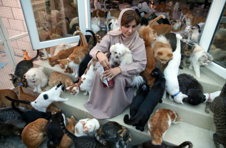 Mujer adopta 480 gatos de la calle porque son “más fieles que los humanos”