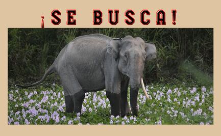 Un solo elefante en la India ha matado a 16 personas en dos meses 