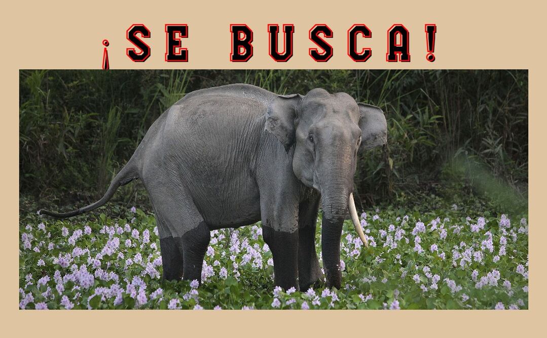 Foto: AP Photo/Anupam Nath