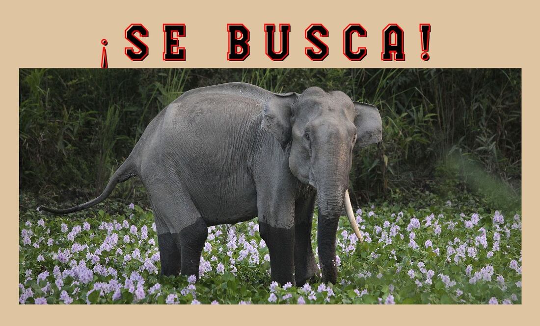 Foto: AP Photo/Anupam Nath