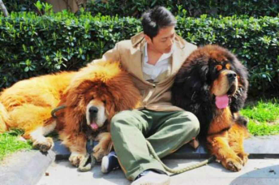 El perro más caro del mundo vale millones de dólares 