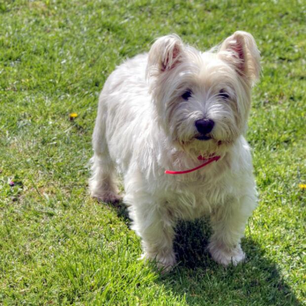 Conoce las diferencias entre los perros de raza pequeña, mediana, grande y gigante