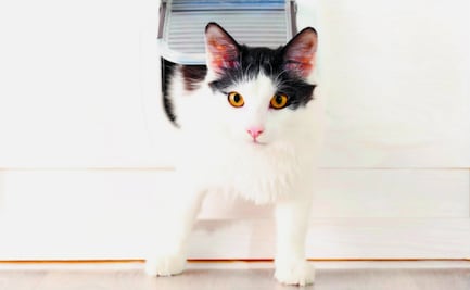 La loca vida de los gatos en 10 divertidos gifs