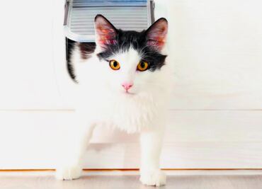 La loca vida de los gatos en 10 divertidos gifs
