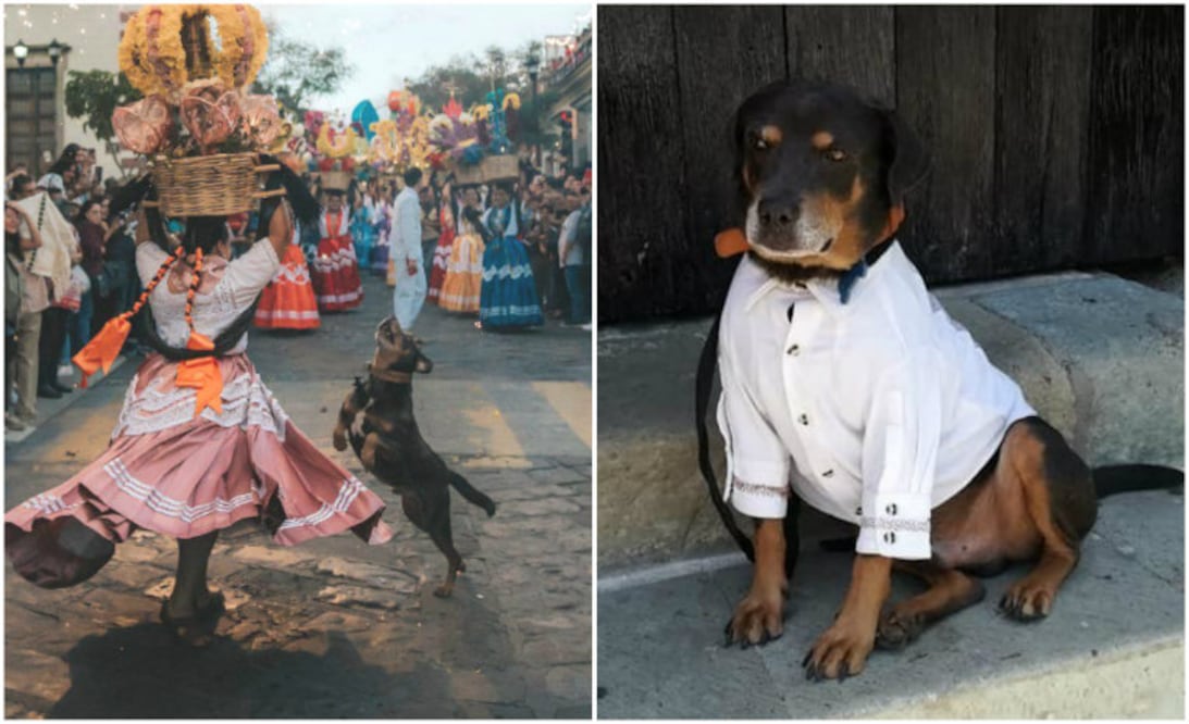 Foto: Facebook Mazapán Perro Oficial/ Chuchopotts