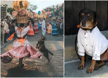 “Mazapán” y otros perros mexicanos con mucha actitud