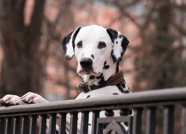 Buscan prohibir mascotas amarradas, en azoteas y sin comida