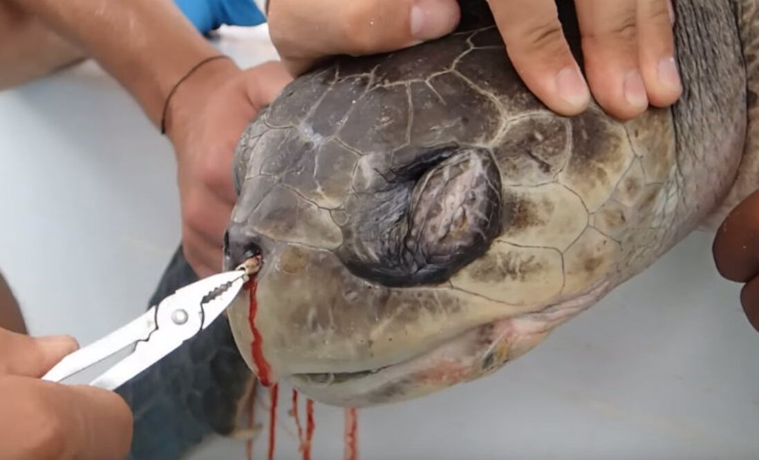 Foto: youtube @CostaRican SeaTurtles