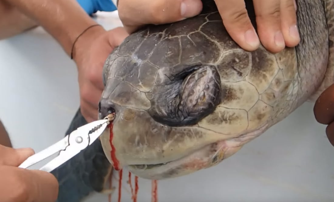 Foto: youtube @CostaRican SeaTurtles