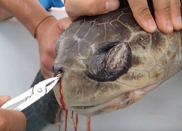 ¡AYUDA! 10 animales (de cientos) que han muerto a causa del plástico