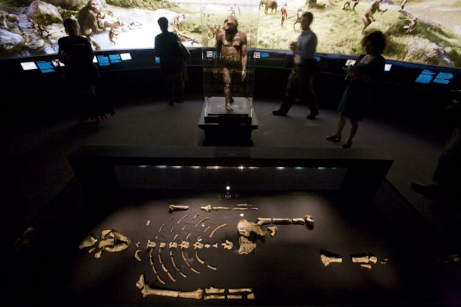 Lucy, el hallazgo de un humanoide que explicó nuestra evolución