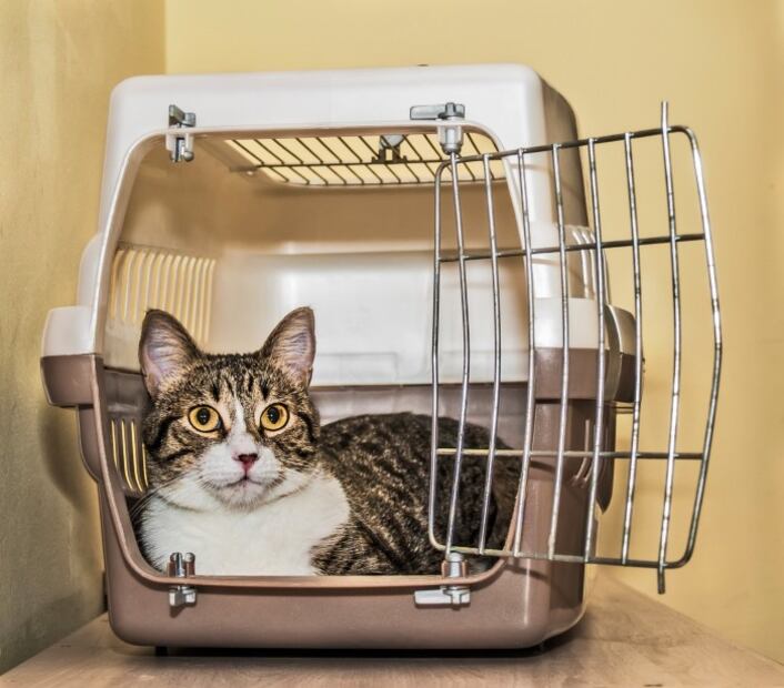 ¡Sé un héroe! 6 razones para adoptar a una mascota sin hogar