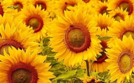 Sólo una mente brillante puede hallar el osito de goma en solo 5 segundos