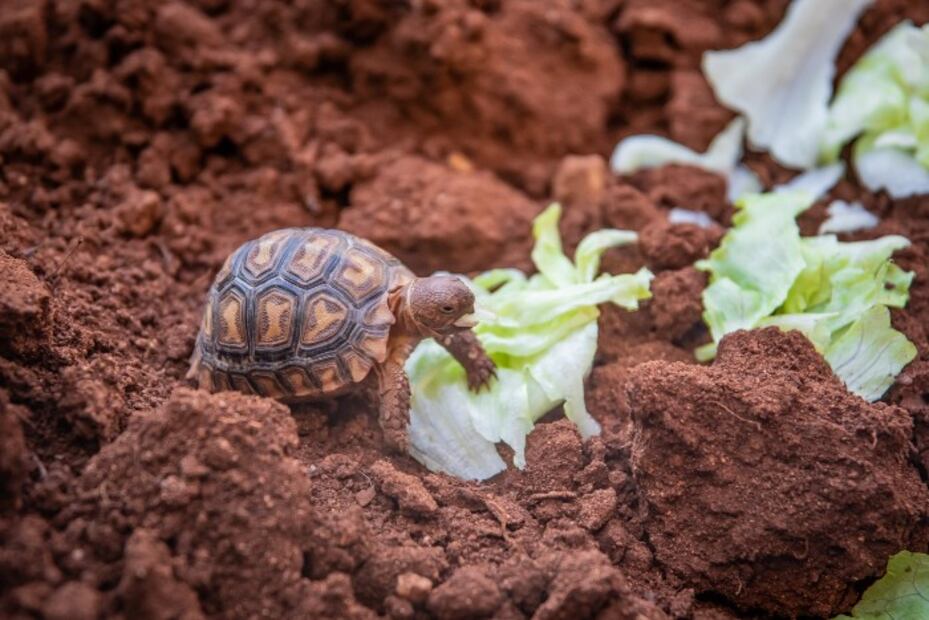 Hombre entrena perros para rastrean tortugas en peligro de extinción