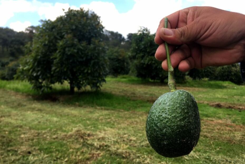 ¿Por qué los chefs le han declarado la guerra al aguacate?