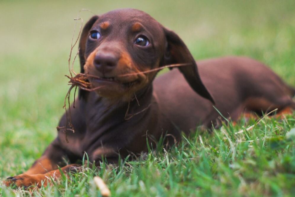 Es el de menores cuidados y basta con baño y cepillado regular para mantenerlo. No se cae mucho y puedes encontrarlo en perros tipo daschund o salchicha. (Foto: Pablo Villalon en Pixabay)