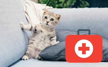 Kit de emergencia para mascotas… ¿qué debe tener?