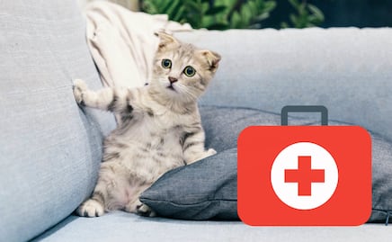 Kit de emergencia para mascotas… ¿qué debe tener?