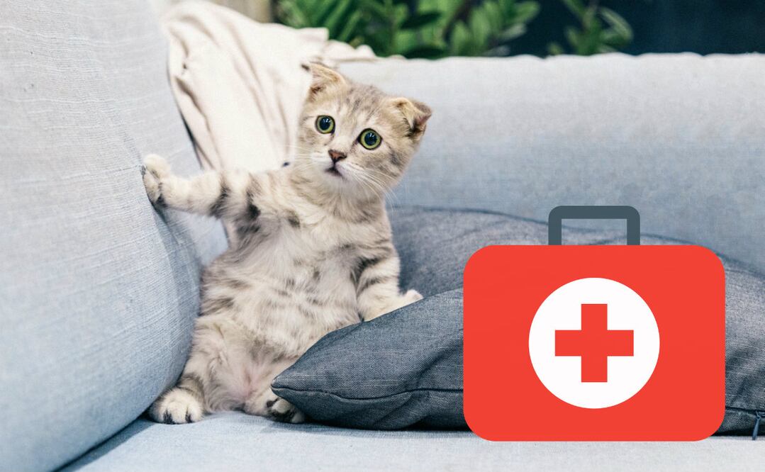 Foto: Tranmautritam / Pexels