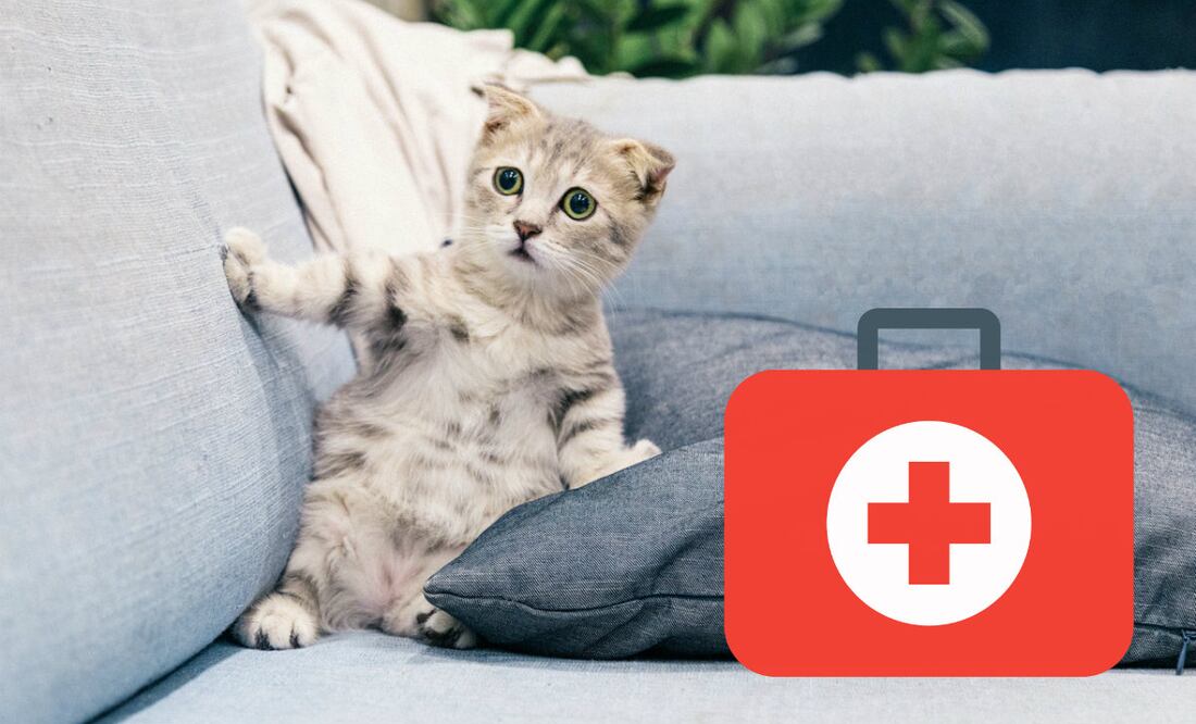 Foto: Tranmautritam / Pexels