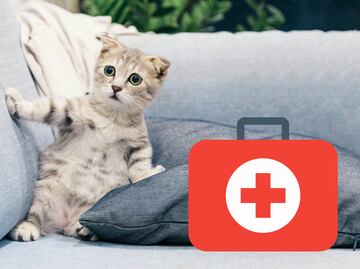 Kit de emergencia para mascotas… ¿qué debe tener?